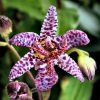 Tricyrtis Formosana Dark Beauty